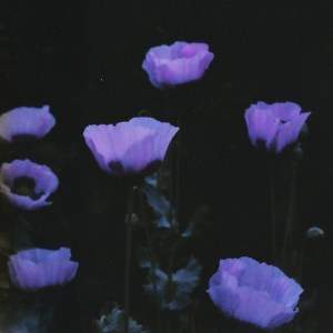 Paper Dollhouse + Daniel O’Sullivan + Flowers At Night + DJ King Knut, 2nd November 2019